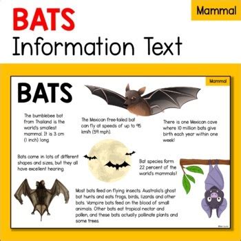 出現蝙蝠|蝙蝠資訊站 Bats information about Taiwan